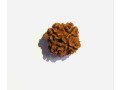 the-singular-wonder-ek-mukhi-rudraksha-small-0